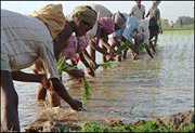 Farmer_Paddy_planting